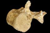Rare, Iguanodon Cervical Vertebra - Isle Of Wight #92644-3